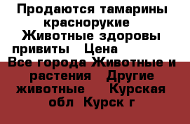 Продаются тамарины краснорукие . Животные здоровы привиты › Цена ­ 85 000 - Все города Животные и растения » Другие животные   . Курская обл.,Курск г.